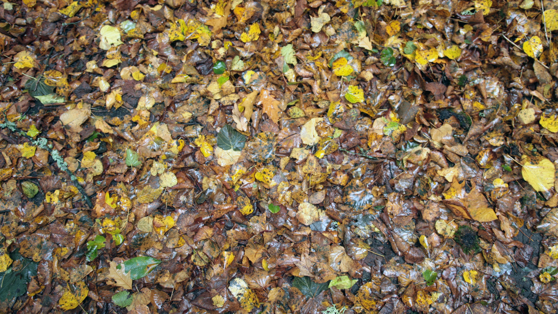 Pioggia, foglie e strade viscide: come migliorare l’aderenza in autunno