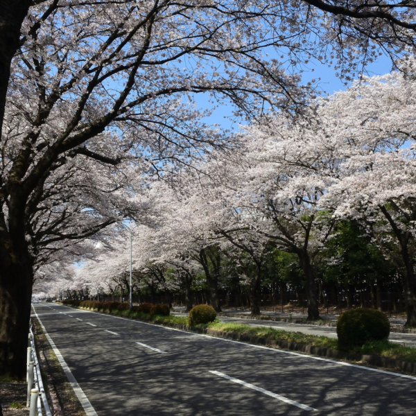 CONTROLLO FINALE PRIMA DI PRIMAVERA: LISTA DI CONTROLLO COMPLETA DEI PNEUMATICI
